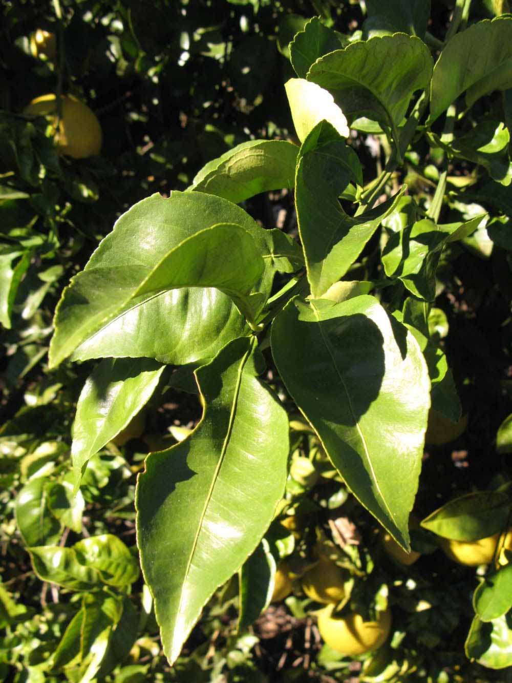            Sun leaves (Winter Haven, FL)   